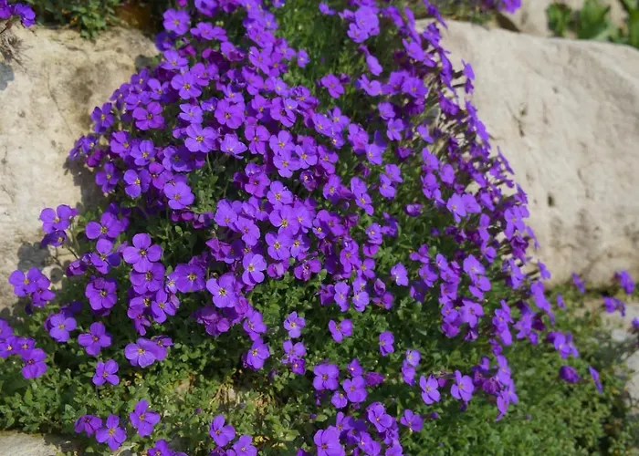 Nikolas' Valley Couette-café